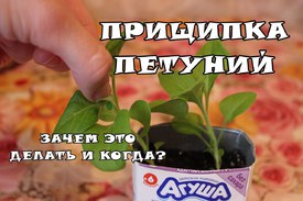 Уход за петунией