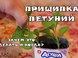 Уход за петунией