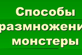 Как размножается монстера