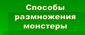 Как размножается монстера