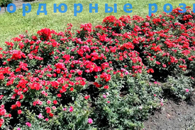 Цветение бордюрной розы