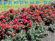 Цветение бордюрной розы