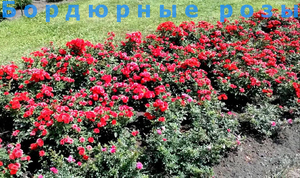Цветение бордюрной розы