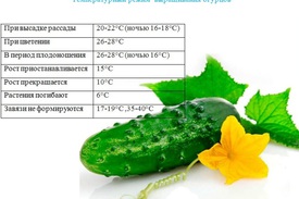 Как посадить сорт огурцов зозуля