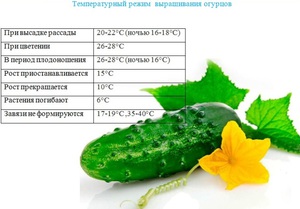 Как посадить сорт огурцов зозуля