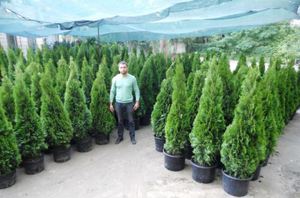 Туя западная сорт смарагд