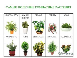 Самые полезные растения для человека