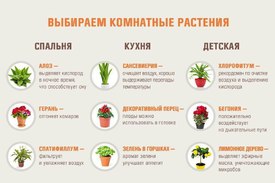 Цветы и растения в доме