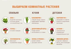 Цветы и растения в доме
