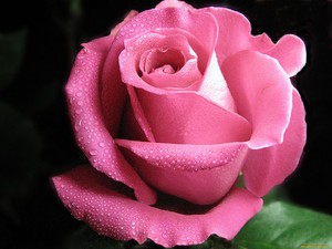 Как ухаживать за розами 