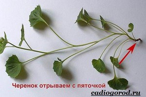 Уход за цветком жениха в домашних условиях