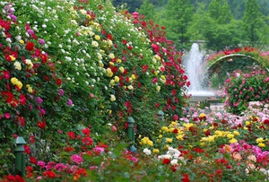Подкормка для роз