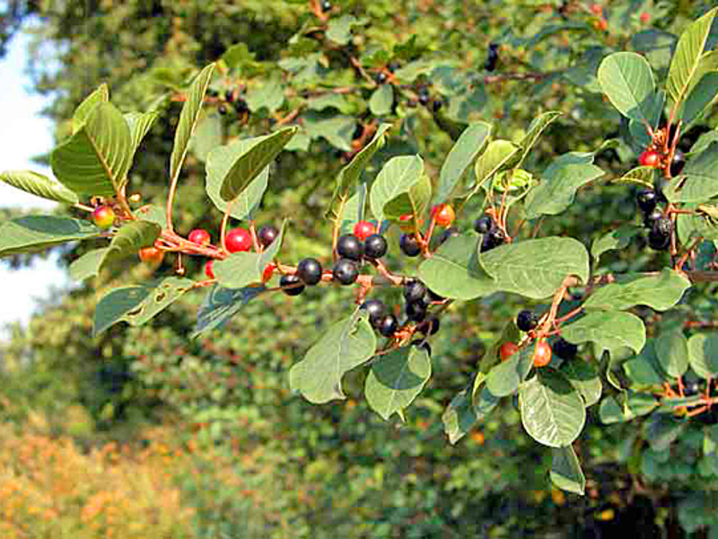 Ломкая крушина