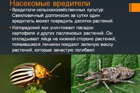 Насекомые в мире