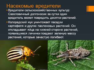 Насекомые в мире