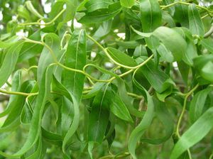 Ива Матсудана - Salix matsudana