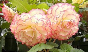 Клубневая бегония