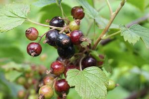 Как обработать крыжовник