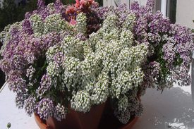 Ампельная бакопа в горшке