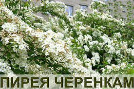 Черенки спиреи