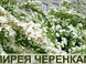 Черенки спиреи