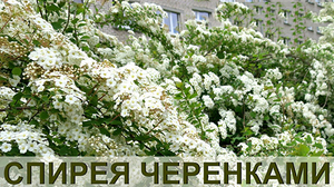 Черенки спиреи