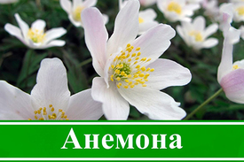 Посадка и уход за анемрнами
