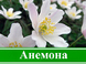 Посадка и уход за анемрнами