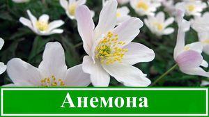 Посадка и уход за анемрнами