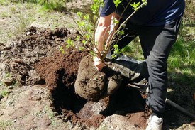 Посадка сирени осенью