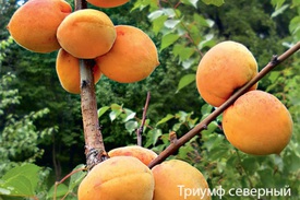Описание абрикос триумф