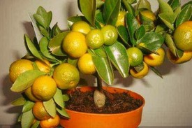 Посадка мандаринов