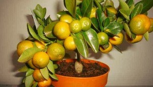 Посадка мандаринов
