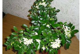Мурайя микро растение