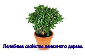 Свойства денежного дерева