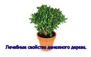 Свойства денежного дерева