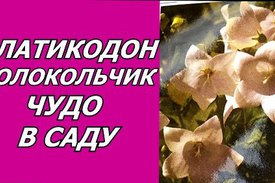 Платикодон на участке