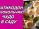 Платикодон на участке
