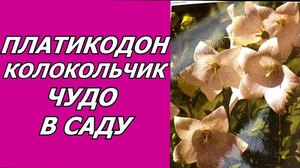 Платикодон на участке