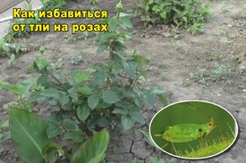 Как бороться  с вредителями на розах