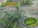 Как бороться  с вредителями на розах