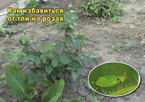 Как бороться  с вредителями на розах