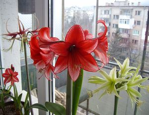 Прекрасный домашний цветок Амариллис