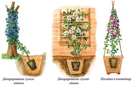 Как вырастить клематис