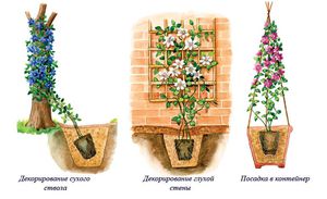 Как вырастить клематис