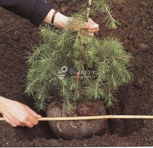 Саженец сосны для посадки