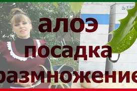 Пасадка алоэ в домашних условиях