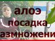 Пасадка алоэ в домашних условиях