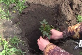 Посадка роз в весенний период