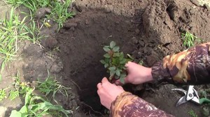 Посадка роз в весенний период
